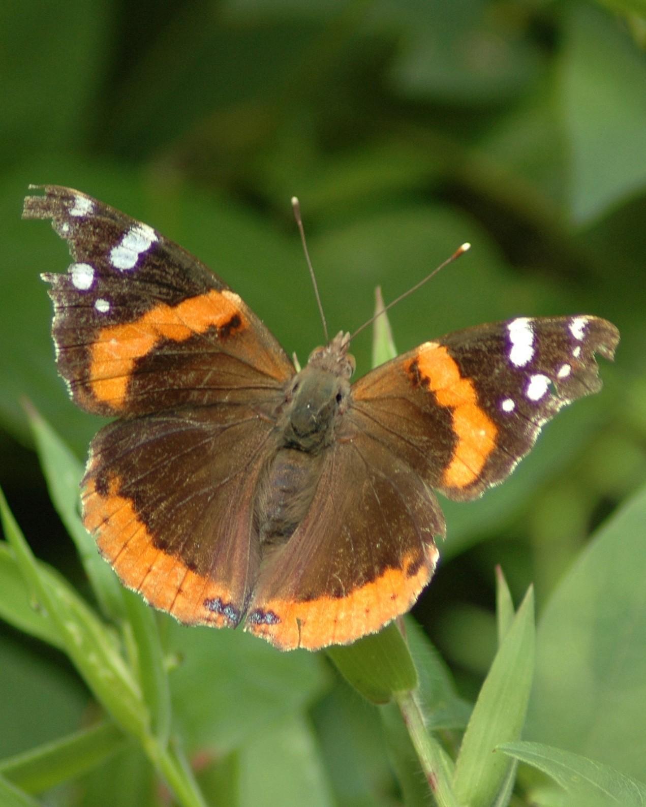 Red Admiral Photo by David Hollie
