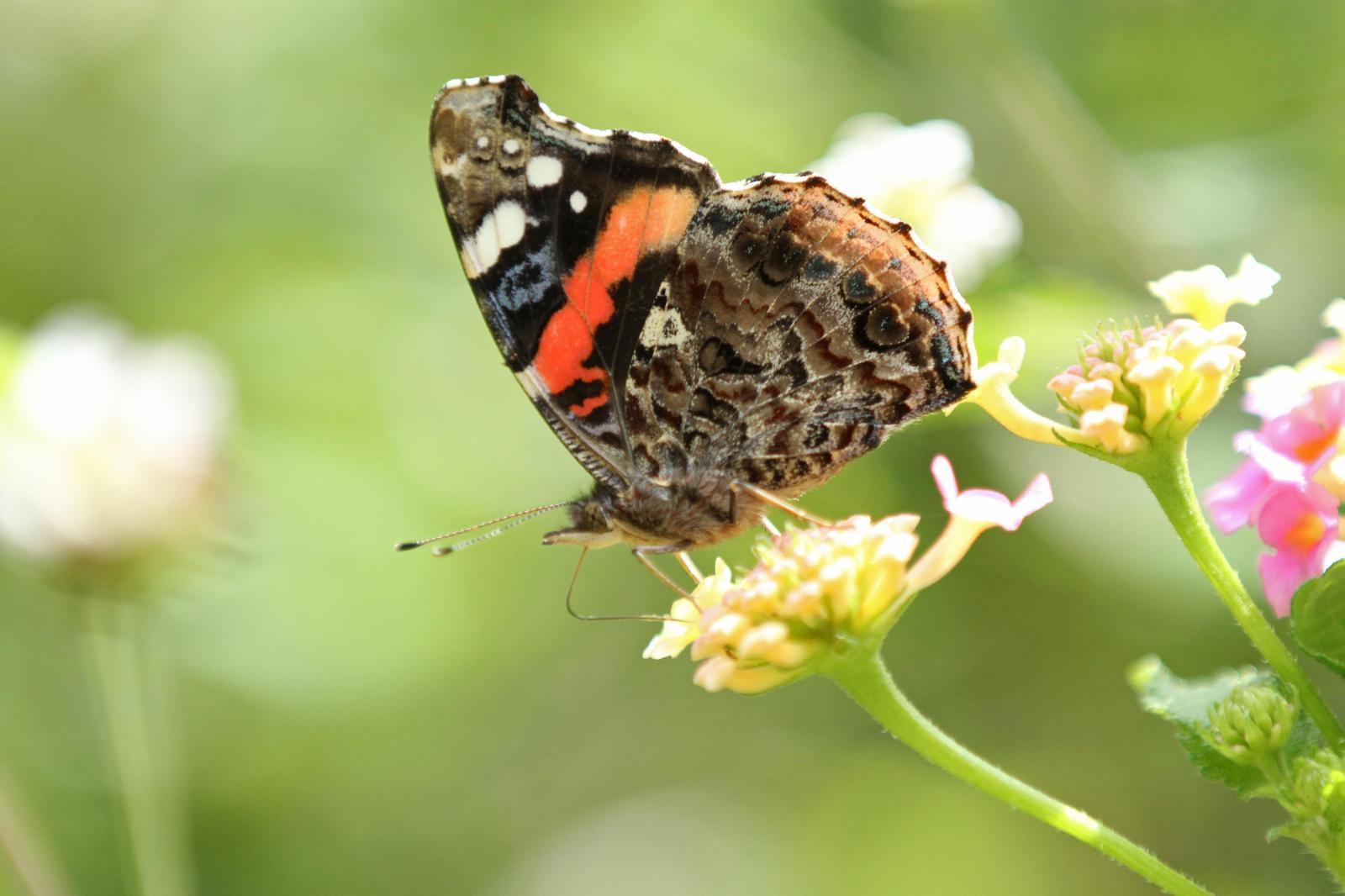 Red Admiral Photo by Kristy Baker