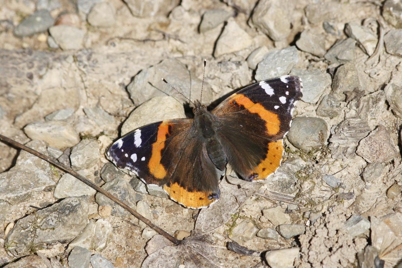 Red Admiral Photo by Oscar Johnson