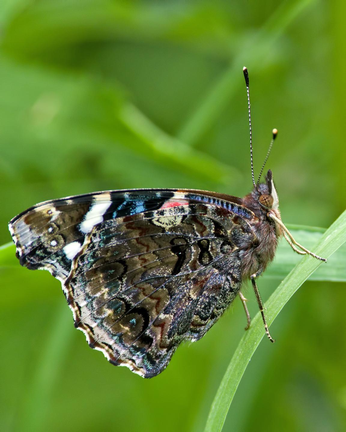 Red Admiral Photo by Rob Dickerson