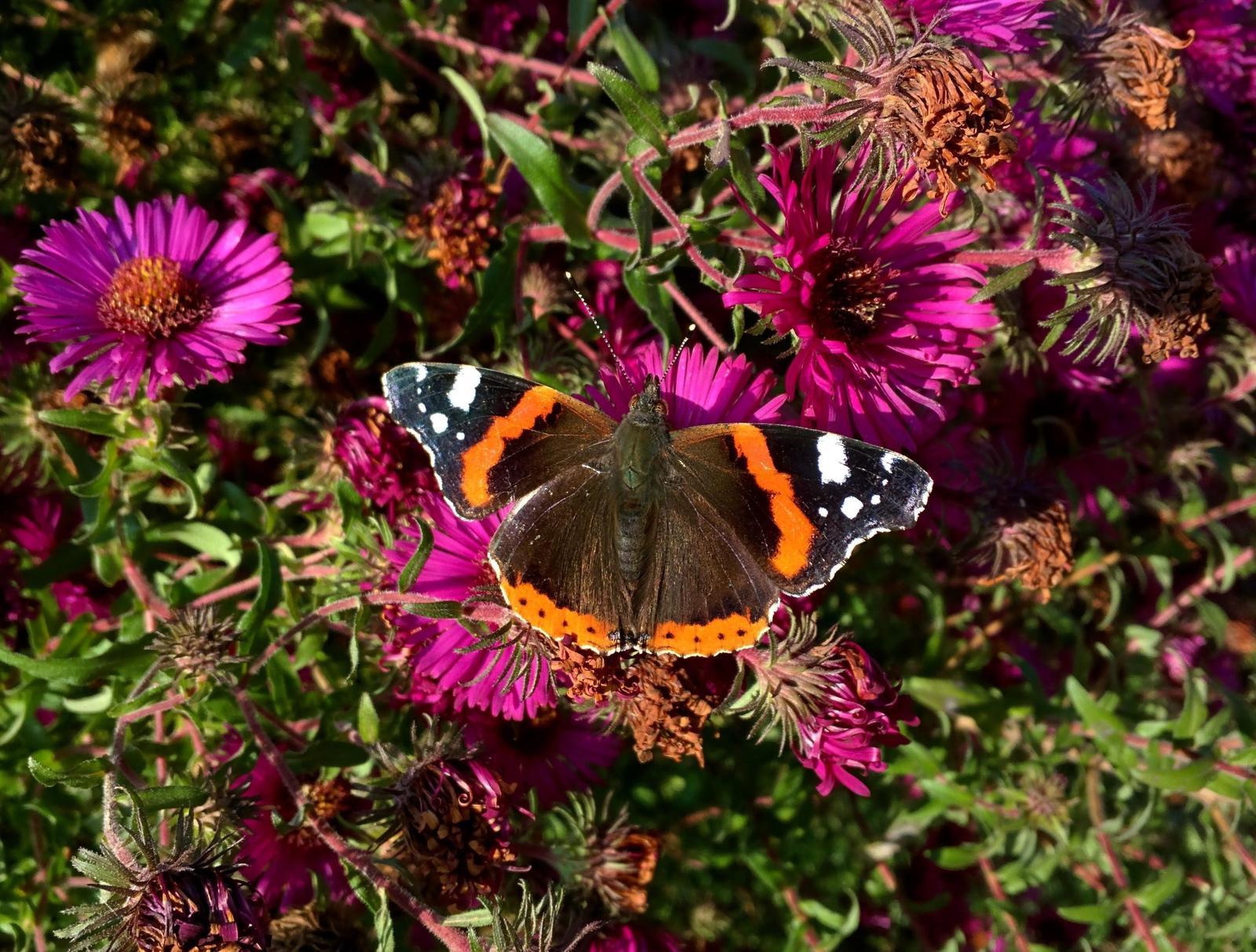 Red Admiral Photo by Robbin Knapp