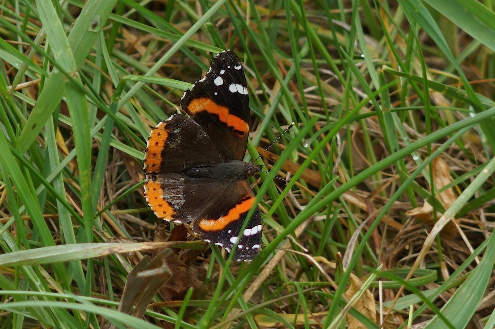 Red Admiral Photo by Gerald Hoekstra