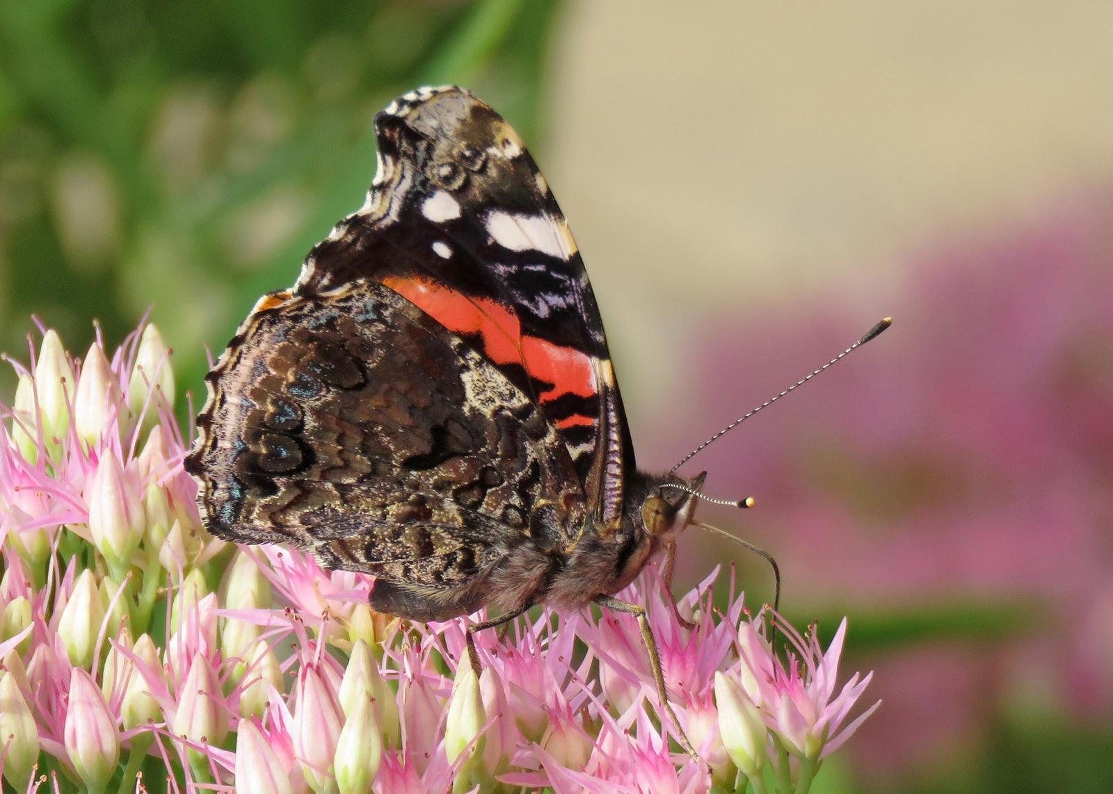 Red Admiral Photo by Kelly Preheim