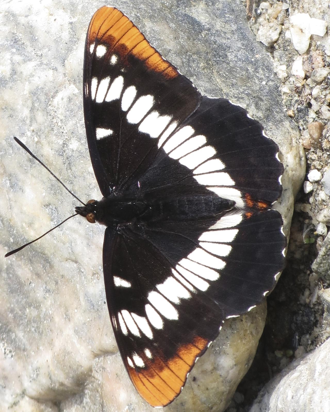 Lorquin's Admiral Photo by David Bell