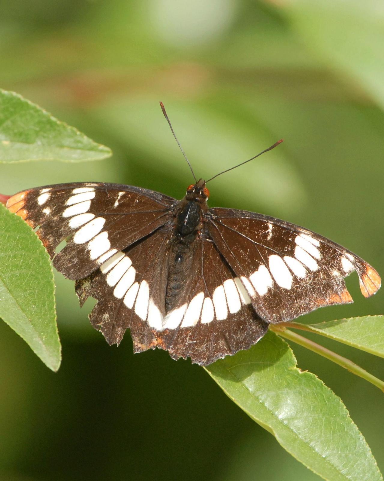 Lorquin's Admiral Photo by David Hollie