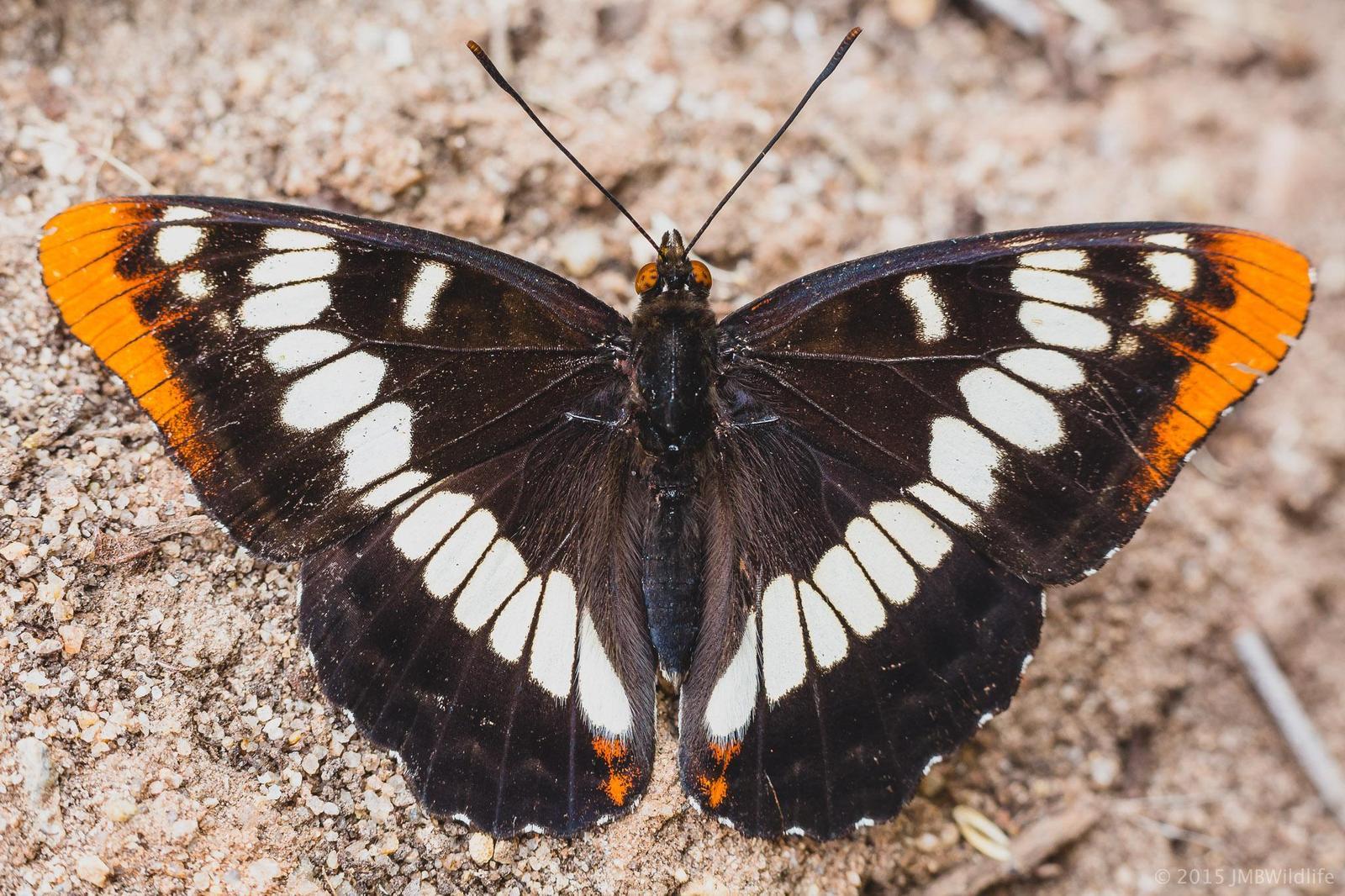 Lorquin's Admiral Photo by Jeff Bray