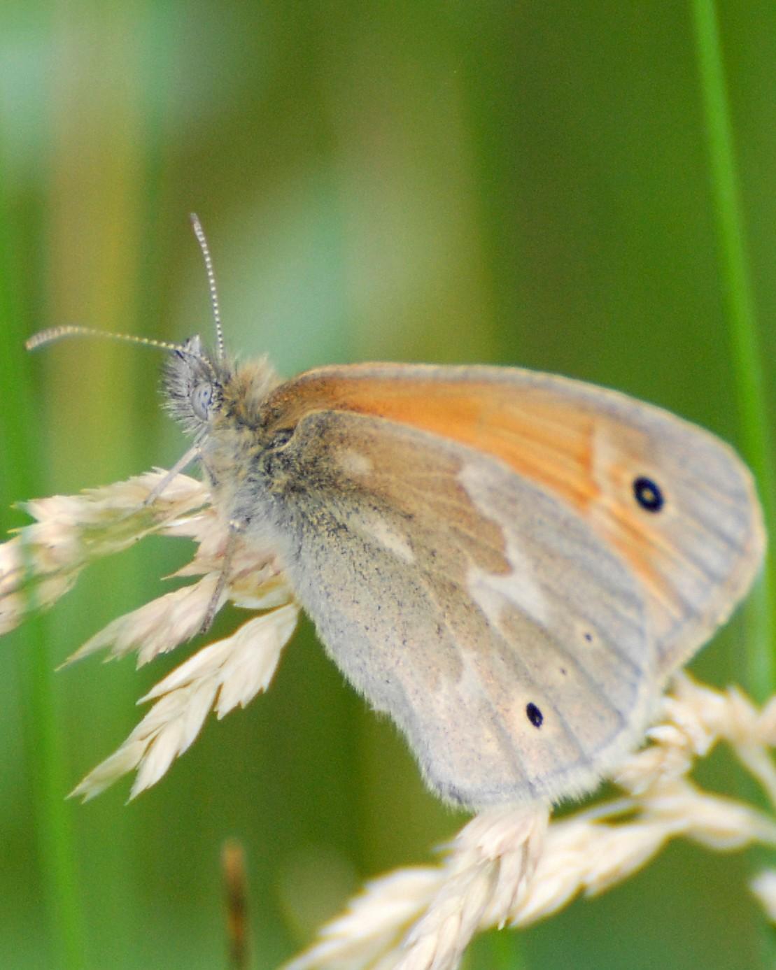Common Ringlet Photo by David Hollie