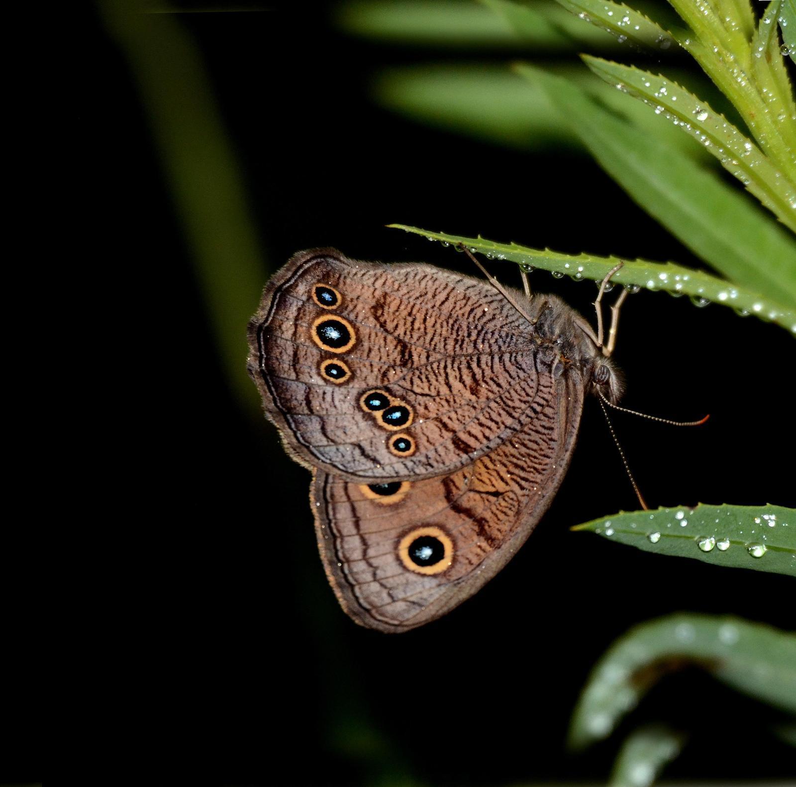 Common Wood-Nymph Photo by Steven Mlodinow