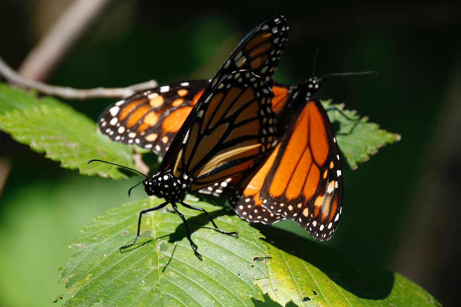 Monarch Photo by Emily Willoughby