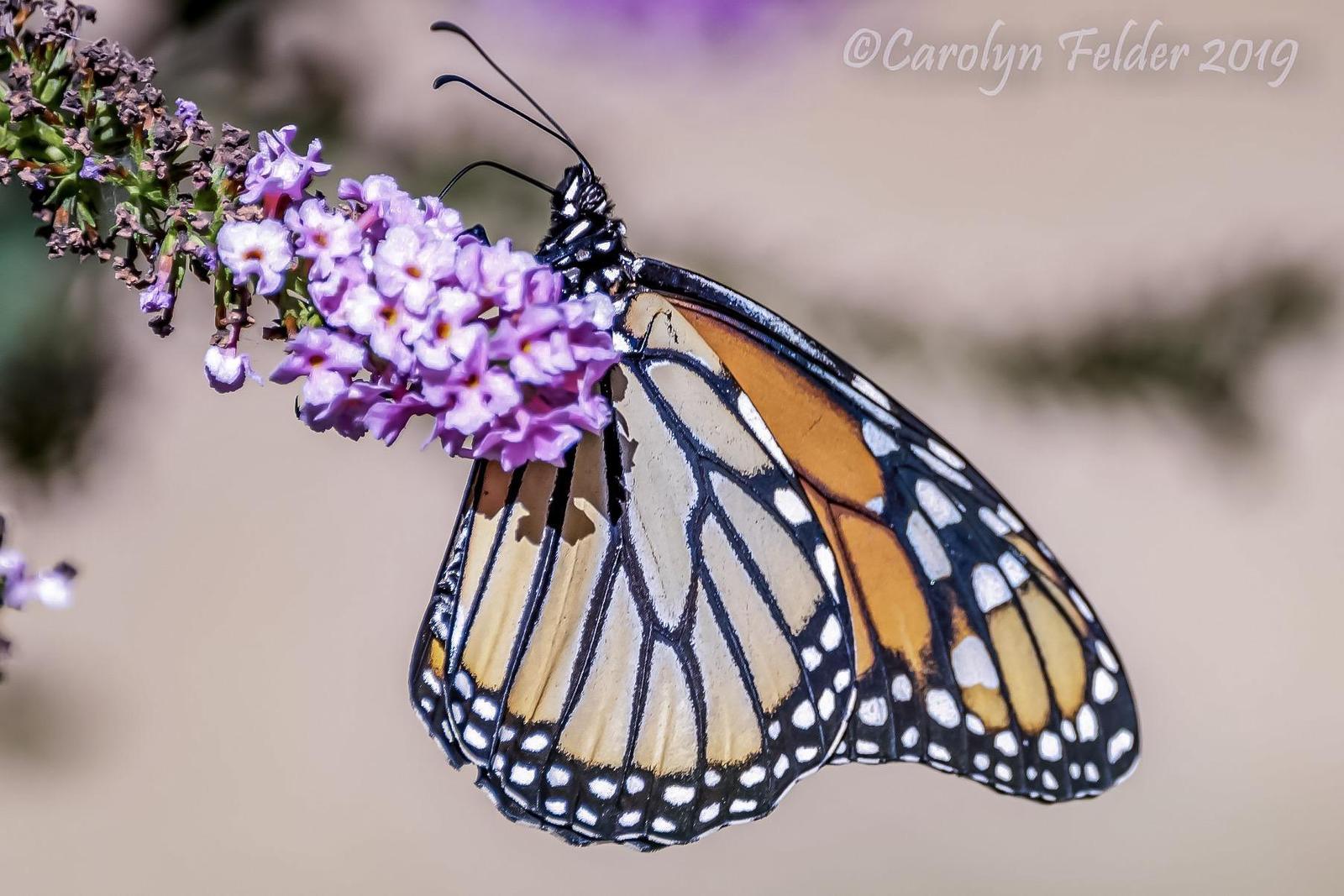 Monarch Photo by Carolyn Felder
