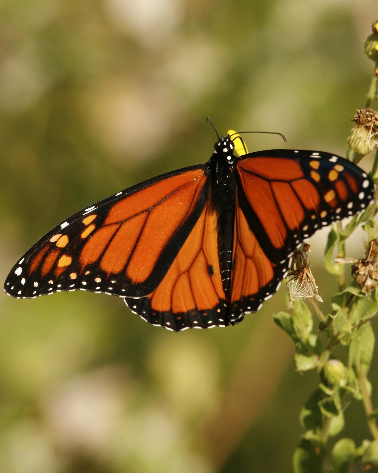 Monarch Photo by Oscar Johnson