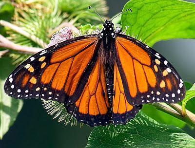 Monarch Photo by Dan Tallman