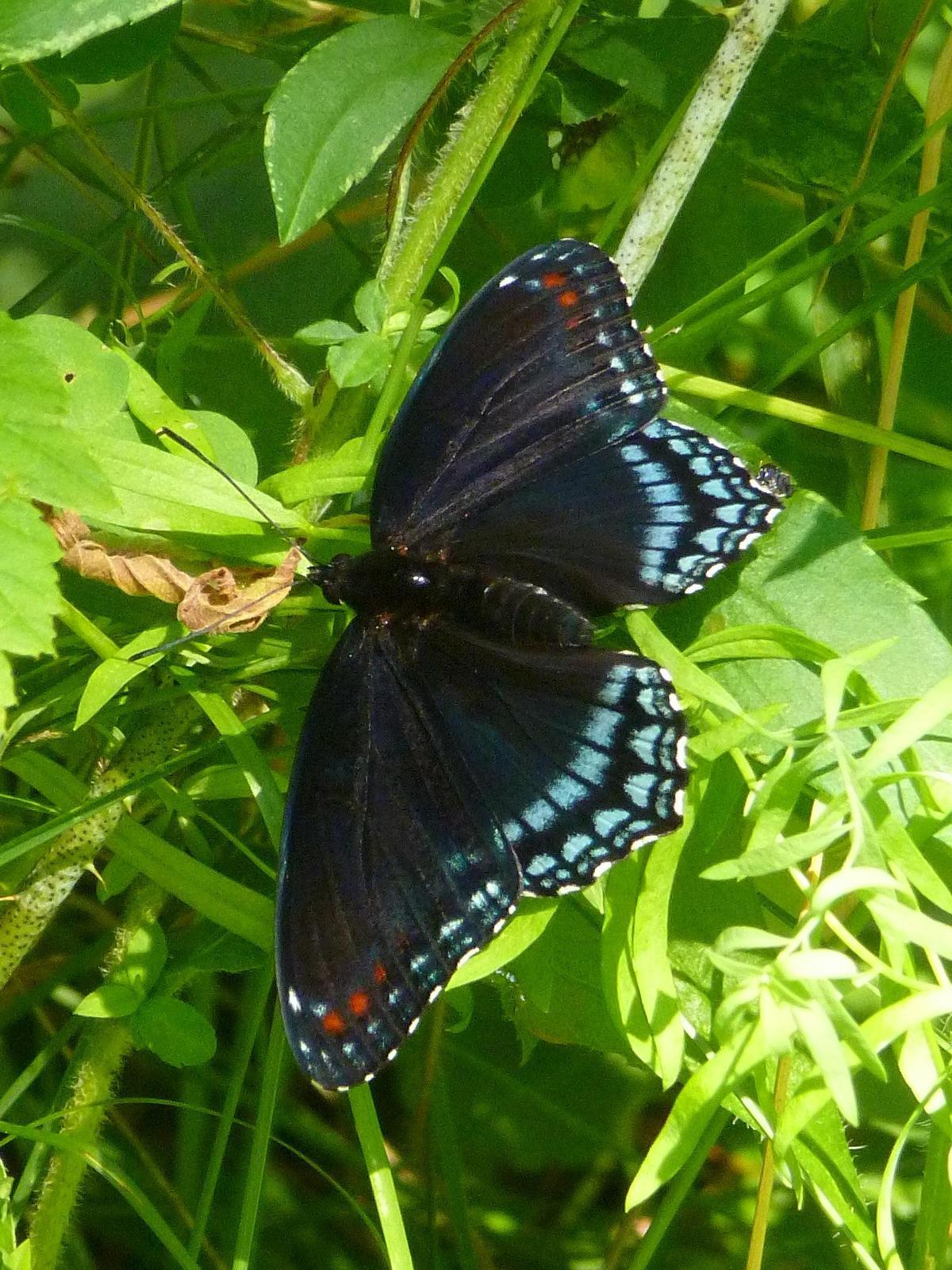 Red-spotted Purple Photo by Ryan Chrouser