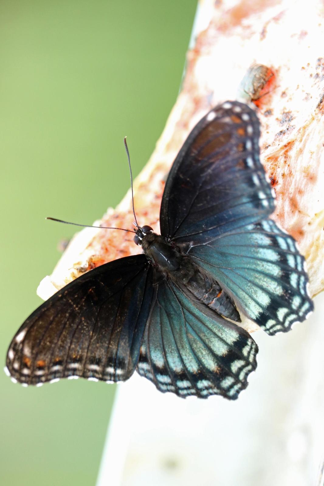 Red-spotted Purple Photo by Kristy Baker