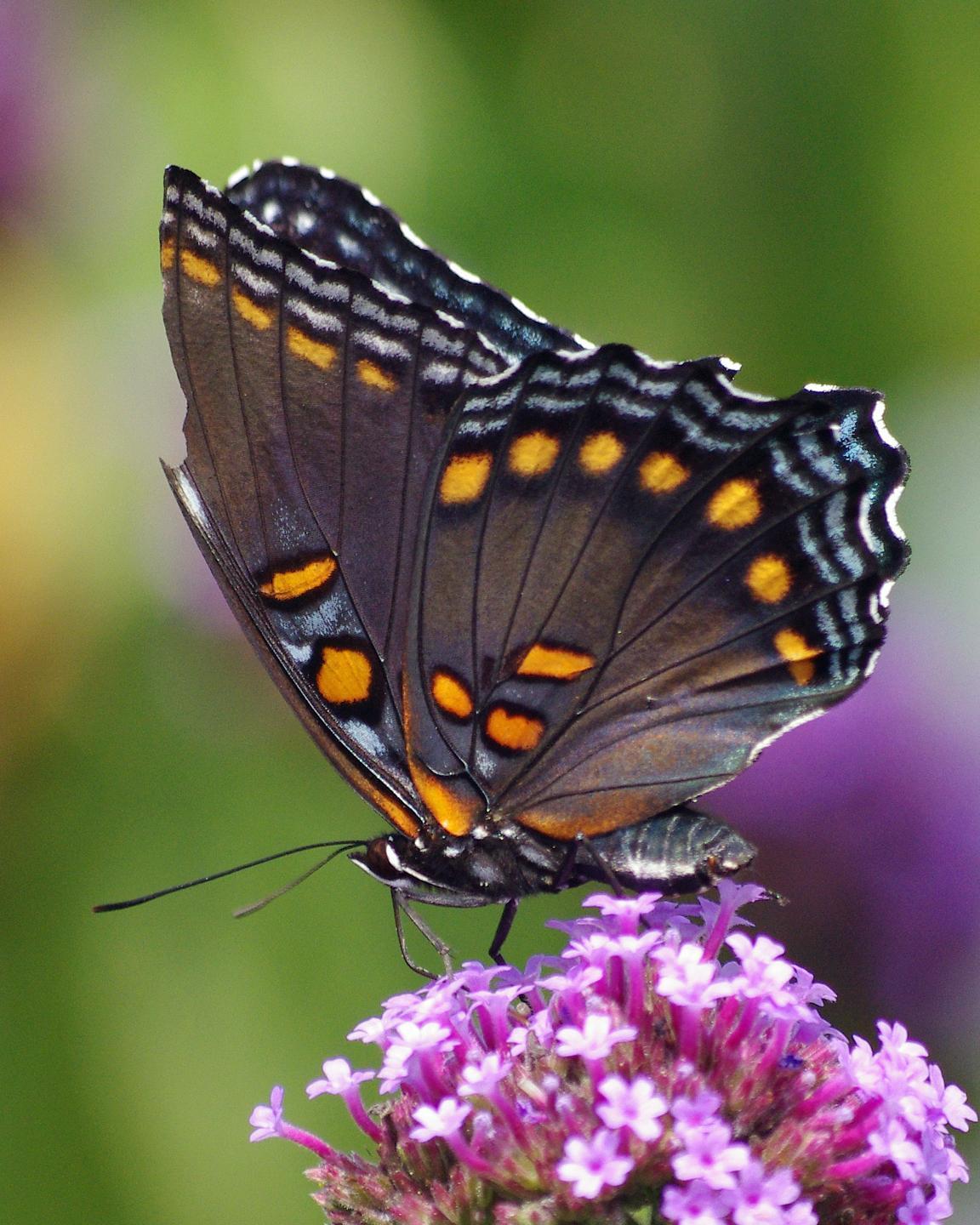 Red-spotted Purple Photo by Rob Dickerson