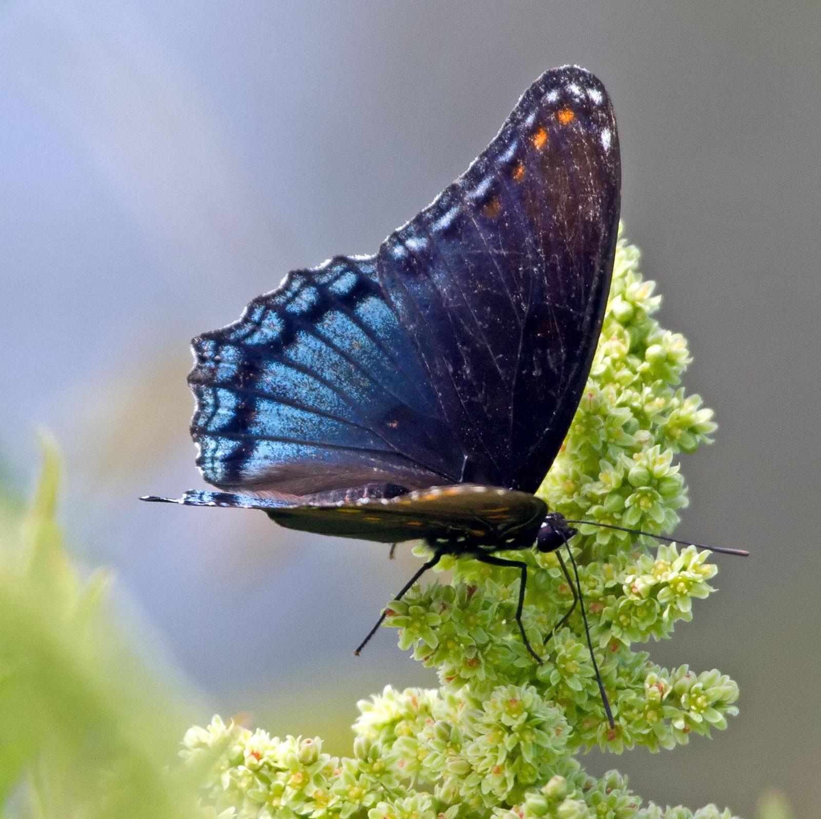 Red-spotted Purple Photo by Scott Berglund