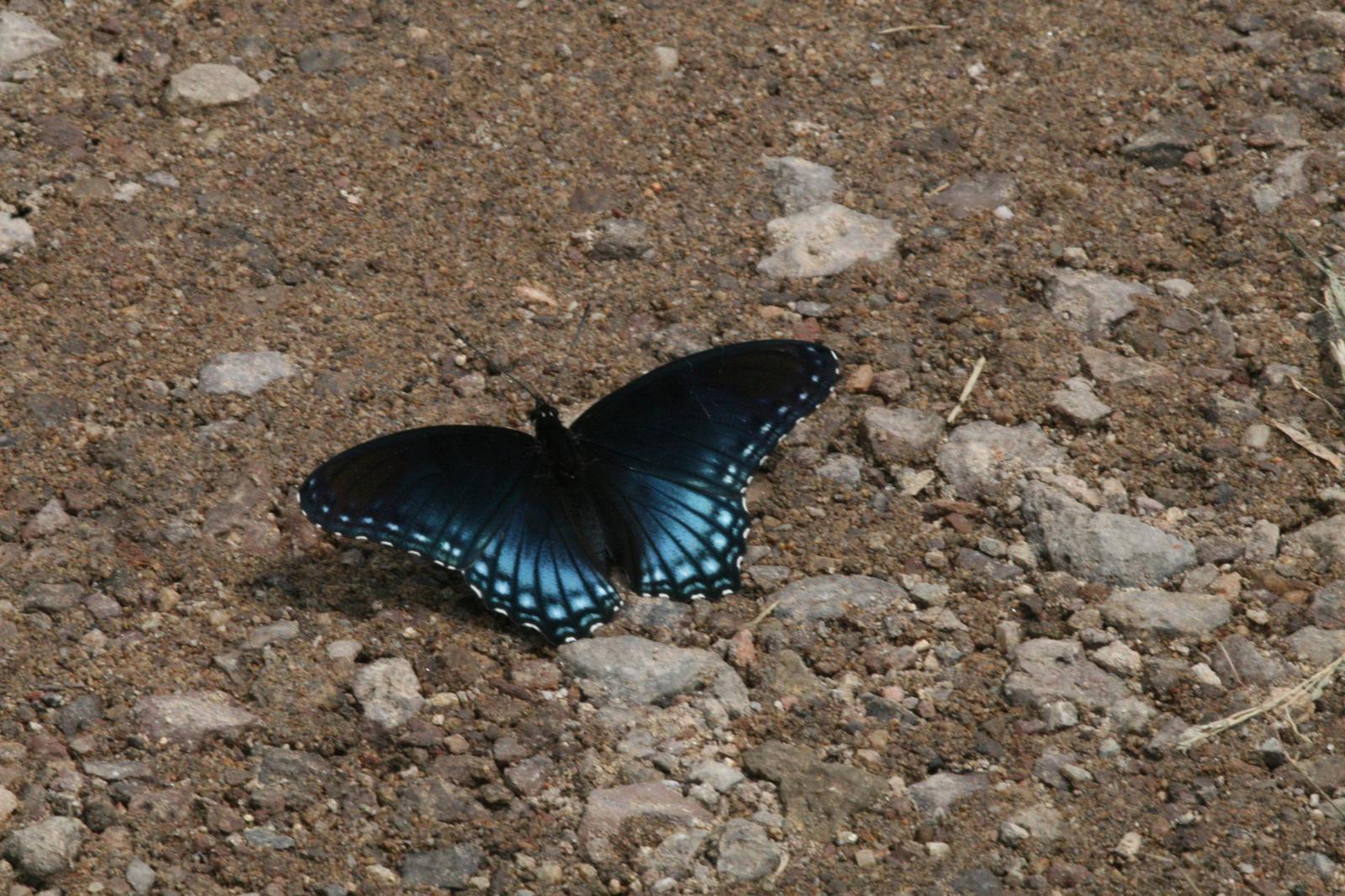 Red-spotted Purple Photo by David Sarkozi