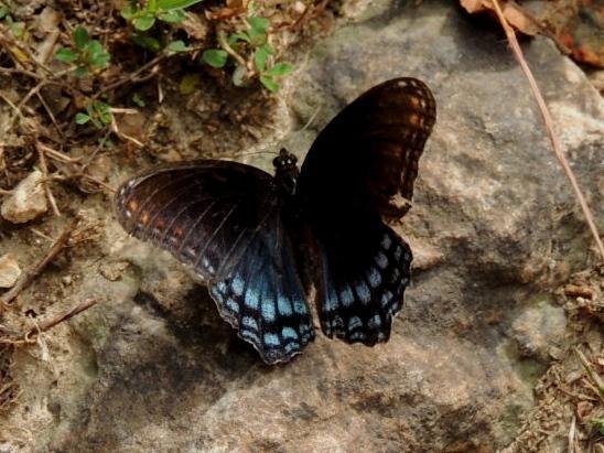 Red-spotted Purple Photo by Tony Heindel