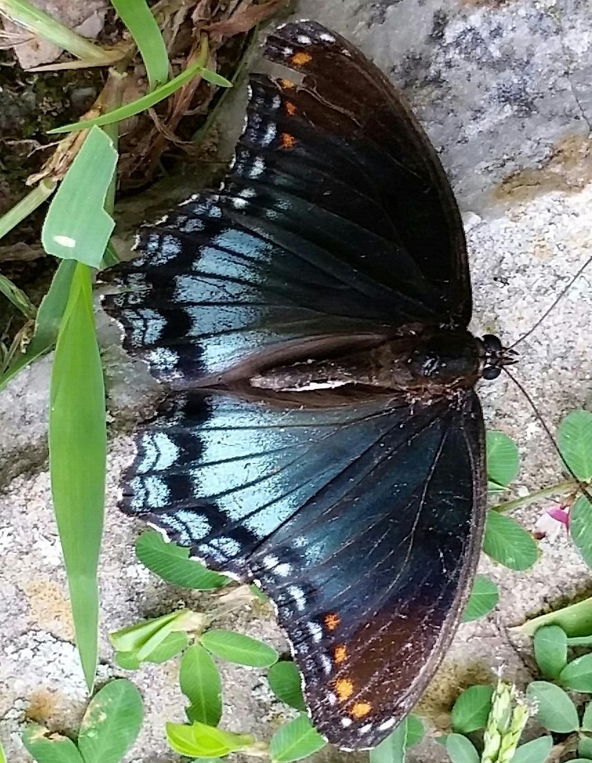 Red-spotted Purple Photo by Tony Heindel