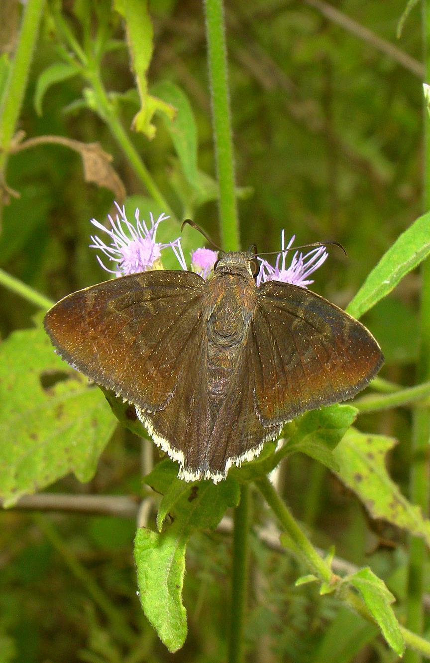 Coyote Cloudywing Photo by Robert Behrstock