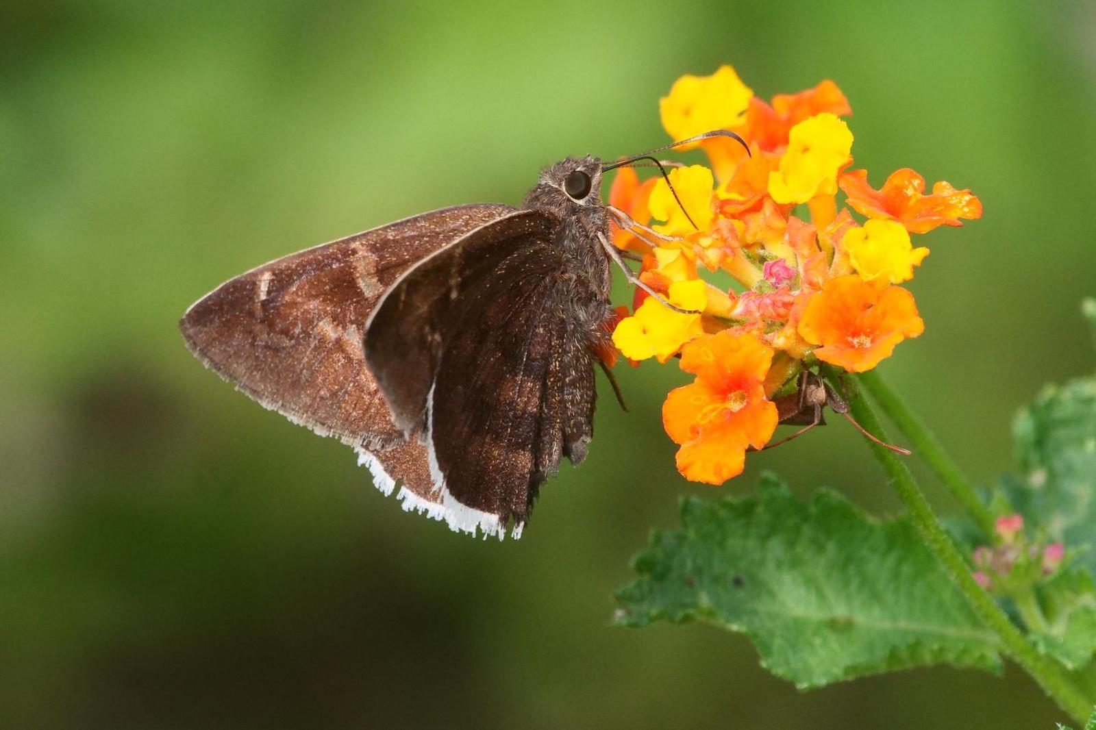 Coyote Cloudywing Photo by Kristy Baker