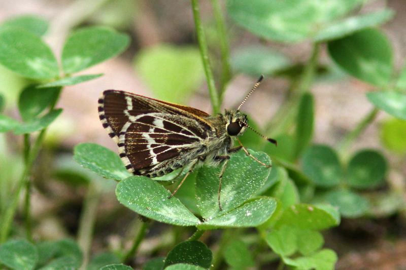 Lace-winged Roadside-Skipper Photo by Terry Hibbitts
