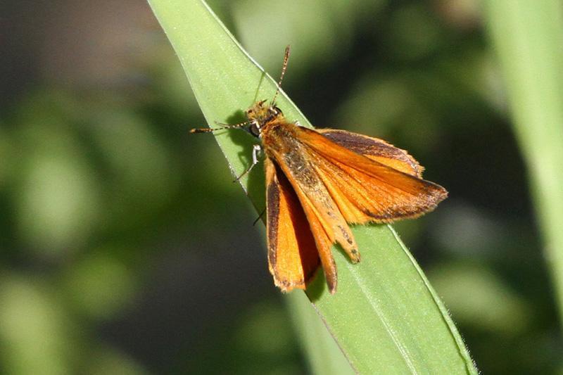Tropical Least Skipper Photo by Terry Hibbitts