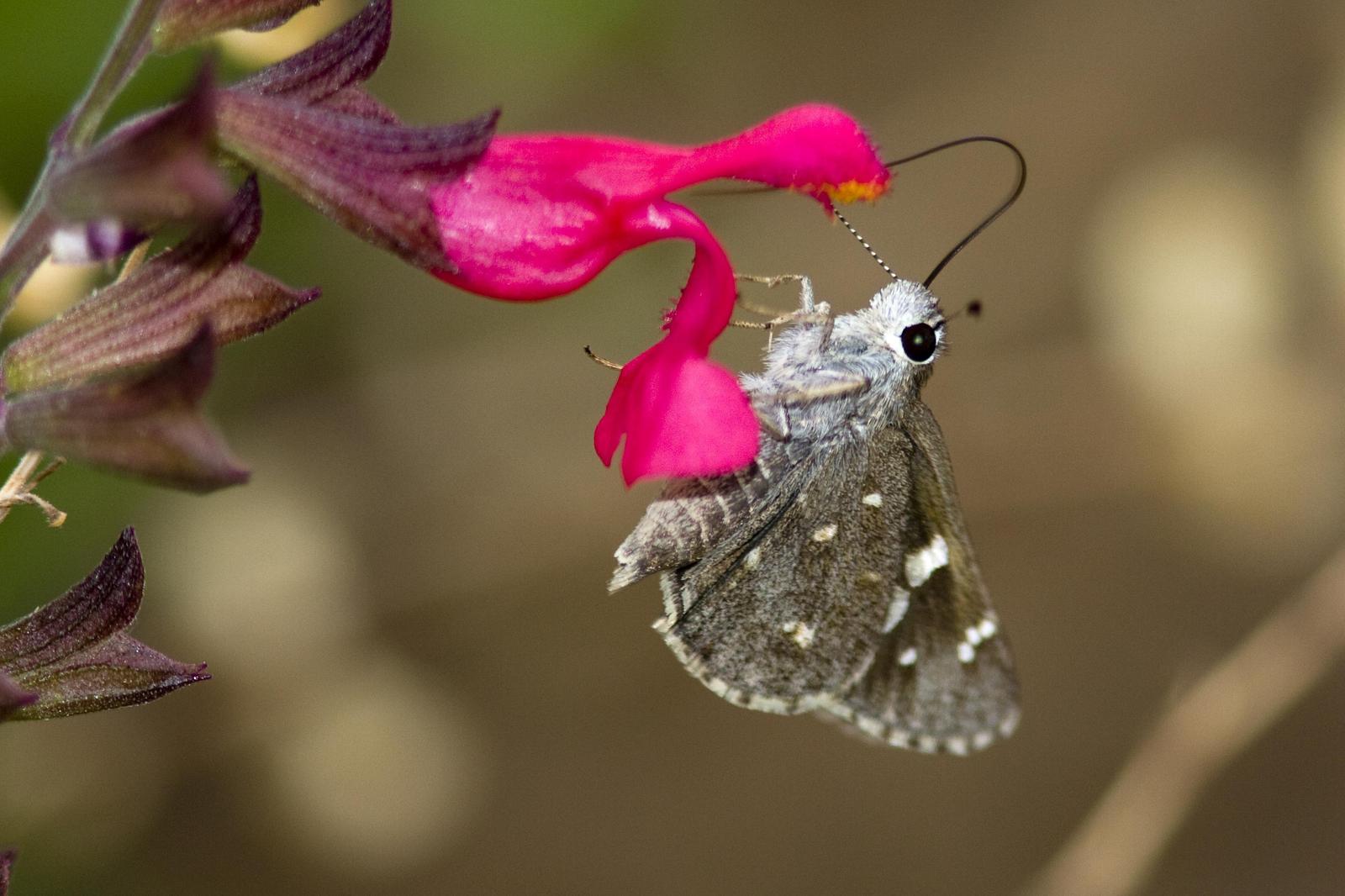 Sheep Skipper Photo by Terry Hibbitts