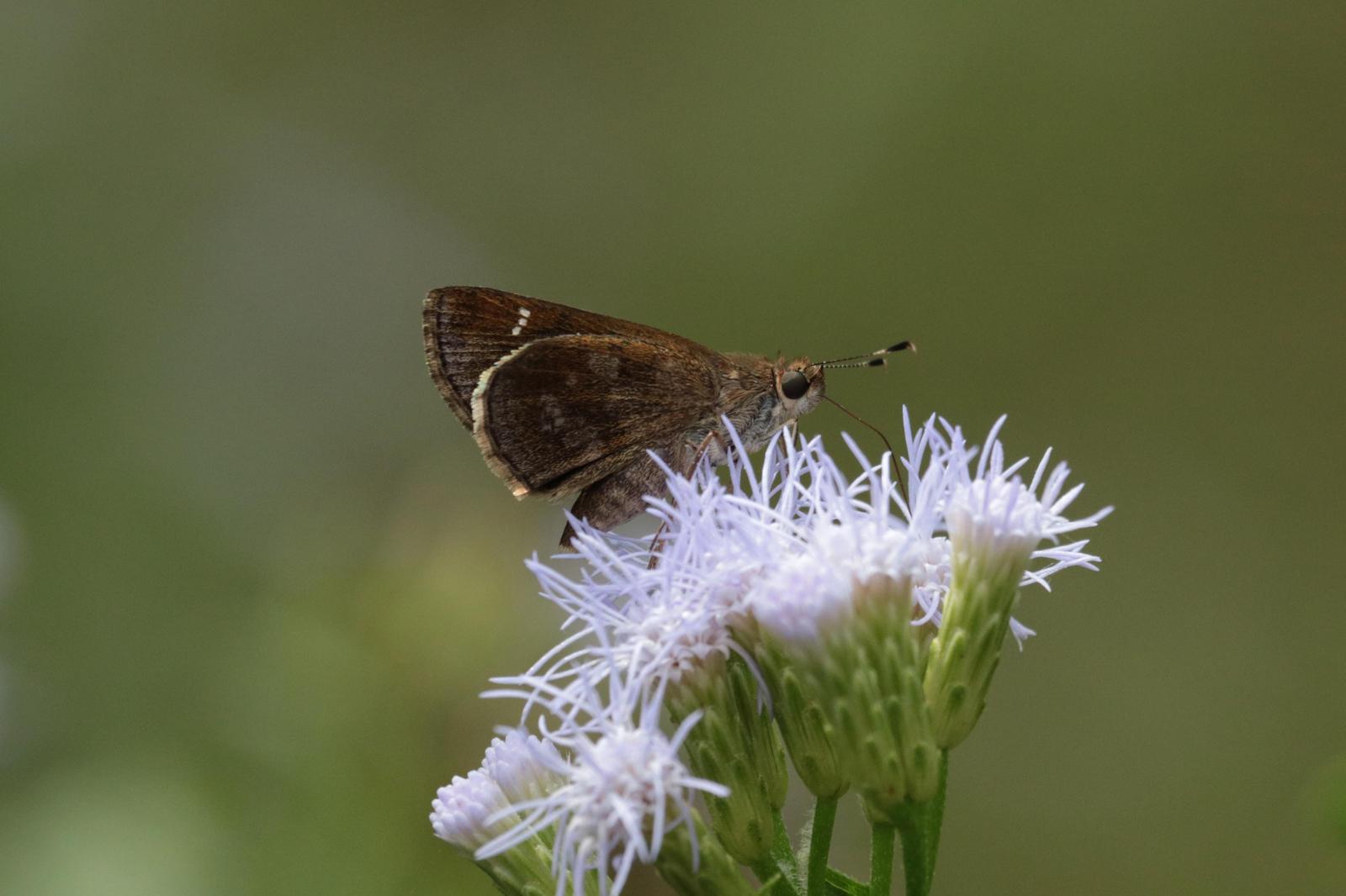 Fawn-spotted Skipper Photo by Kristy Baker