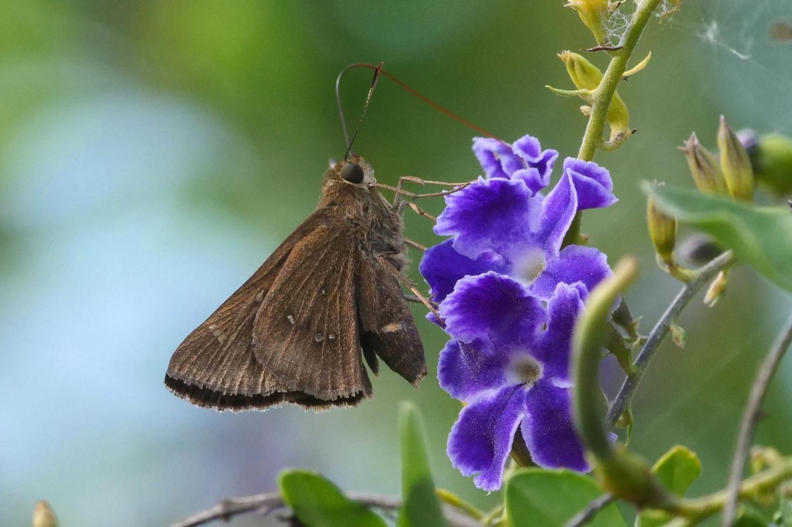 Double-dotted Skipper Photo by Kristy Baker