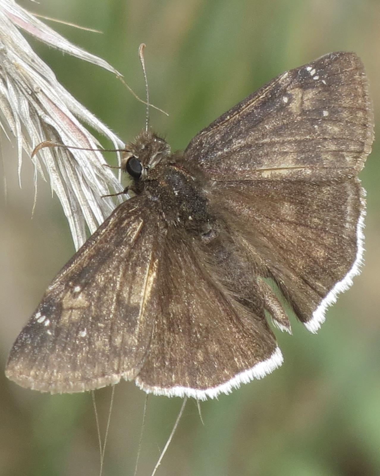 Mournful Duskywing Photo by David Bell