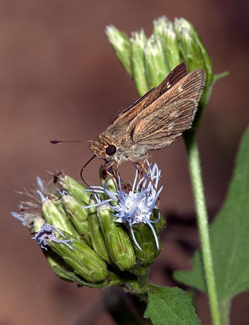 Obscure Skipper Photo by Robert Behrstock