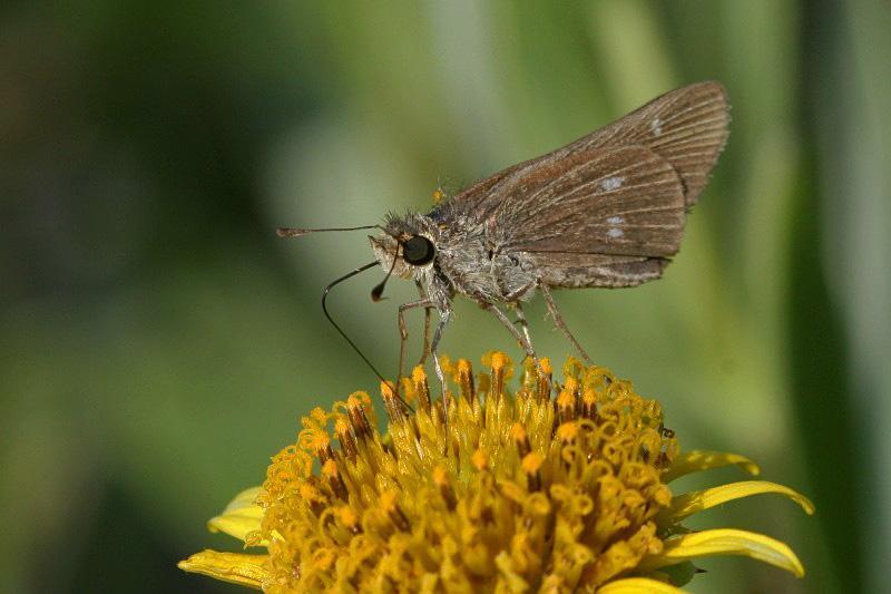 Obscure Skipper Photo by Terry Hibbitts