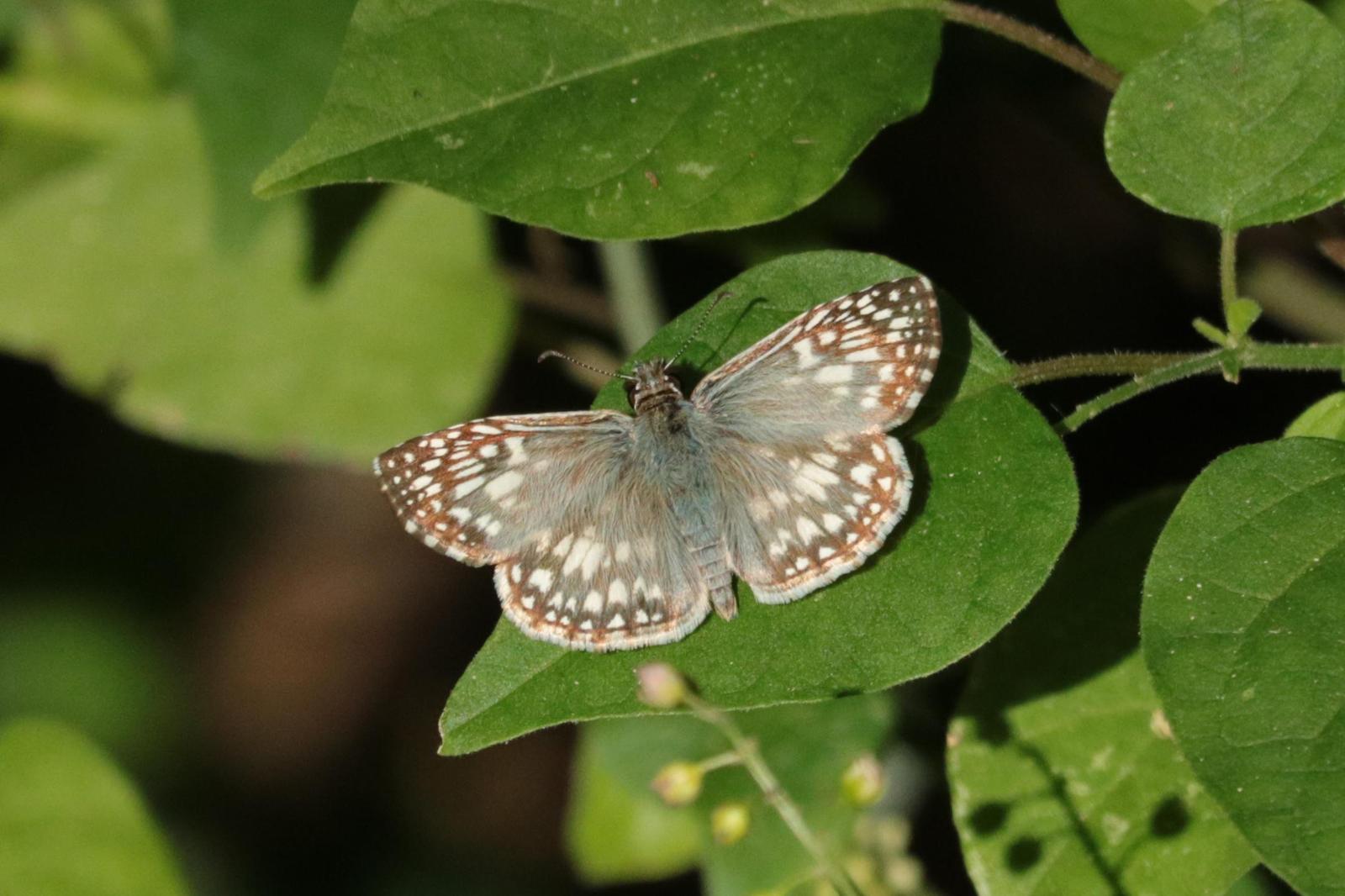 Tropical Checkered-Skipper Photo by Kristy Baker