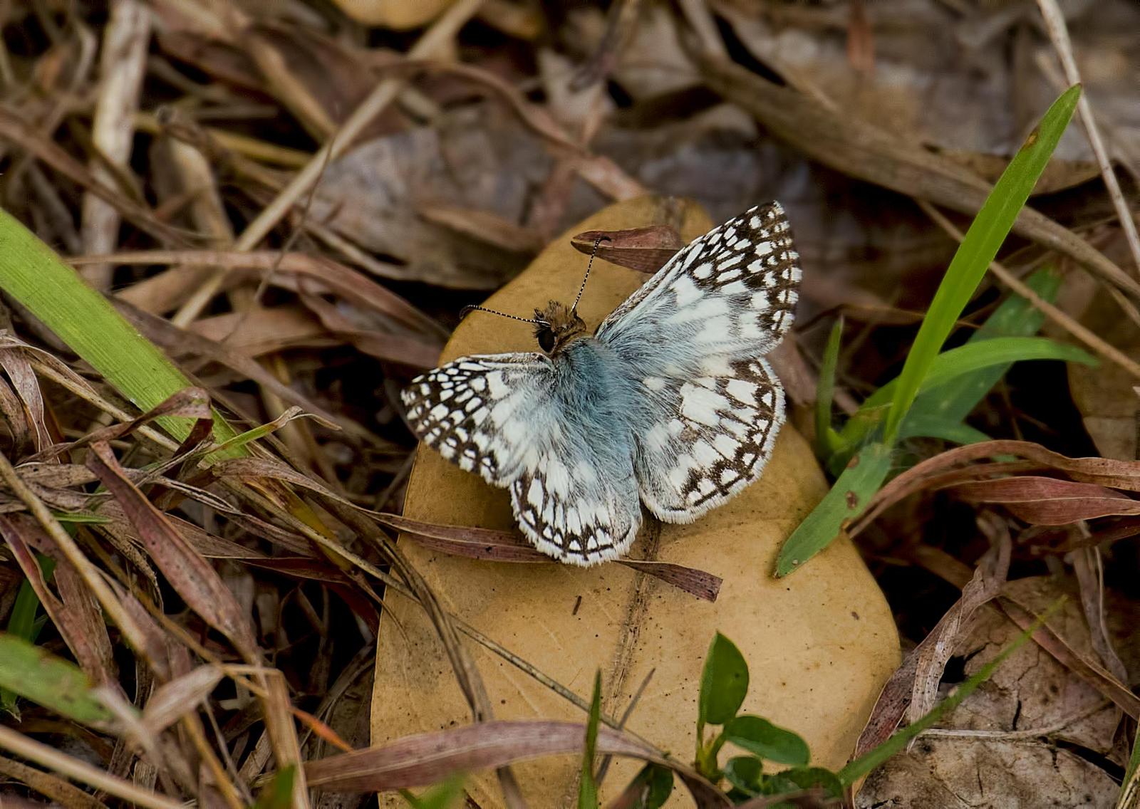 Tropical Checkered-Skipper Photo by Michael Moore