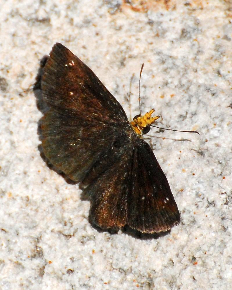 Golden-headed Scallopwing Photo by David Hollie