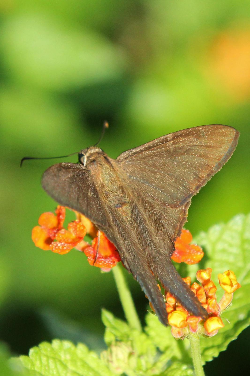 Brown Longtail Photo by Kristy Baker