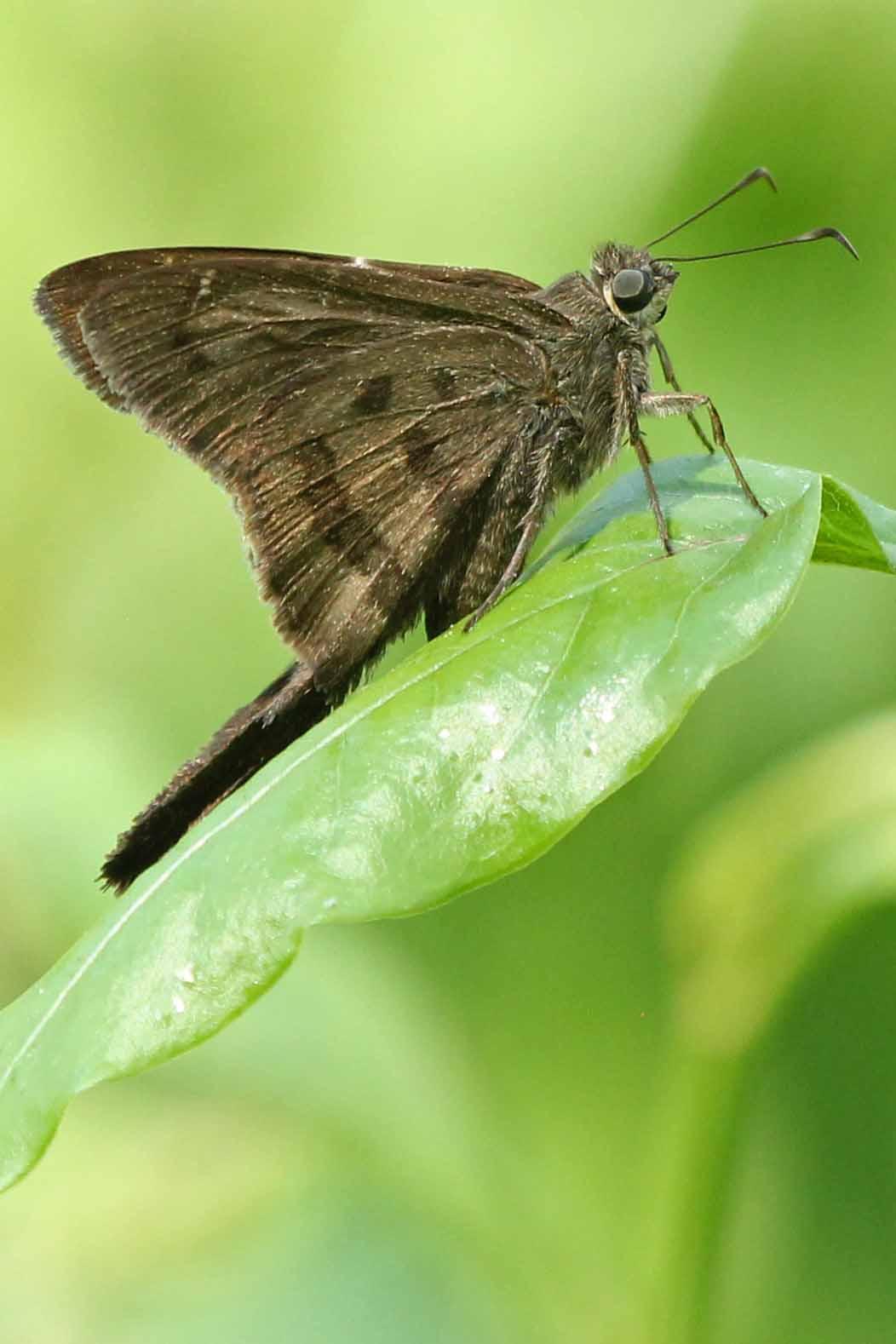 Brown Longtail Photo by Kristy Baker