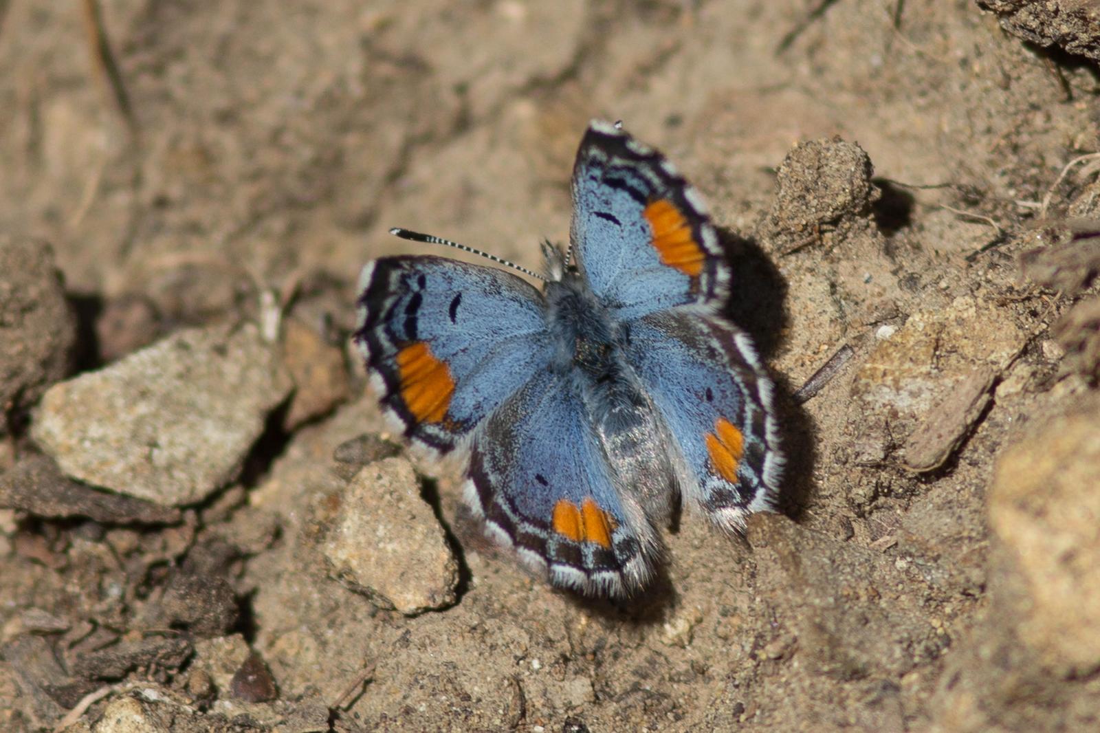 Sonoran Blue Photo by Donna Pomeroy