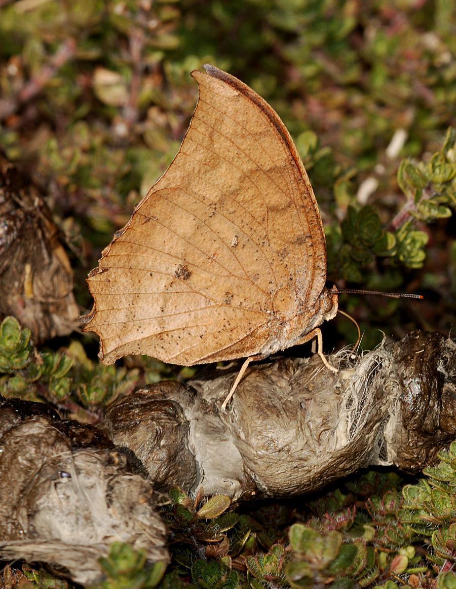 Tropical Leafwing Photo by Robert Behrstock