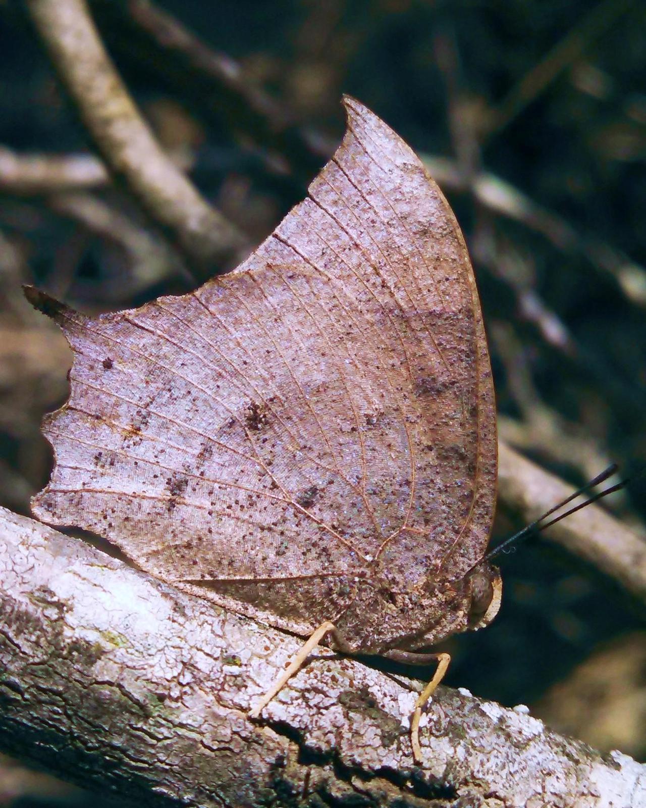 Tropical Leafwing Photo by David Hollie