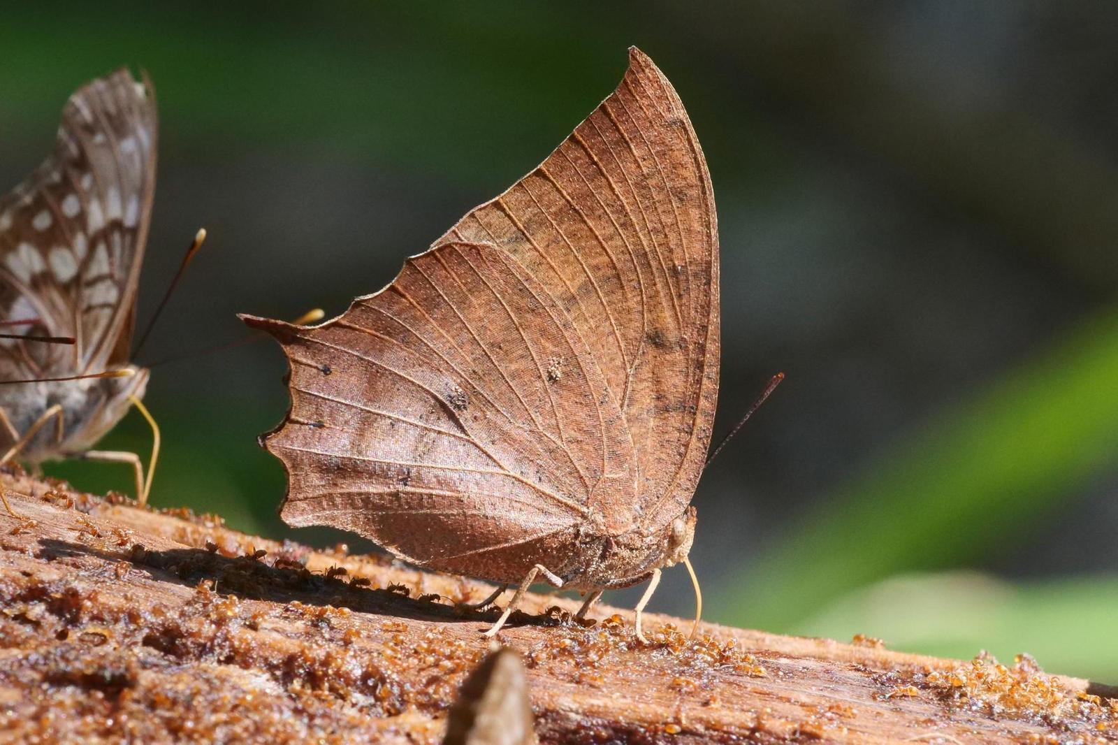 Tropical Leafwing Photo by Kristy Baker