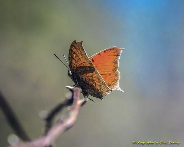 Goatweed Leafwing Photo by Chris Denny