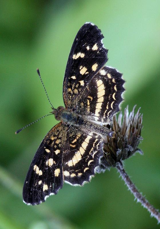 Pale-banded Crescent Photo by Terry Hibbitts