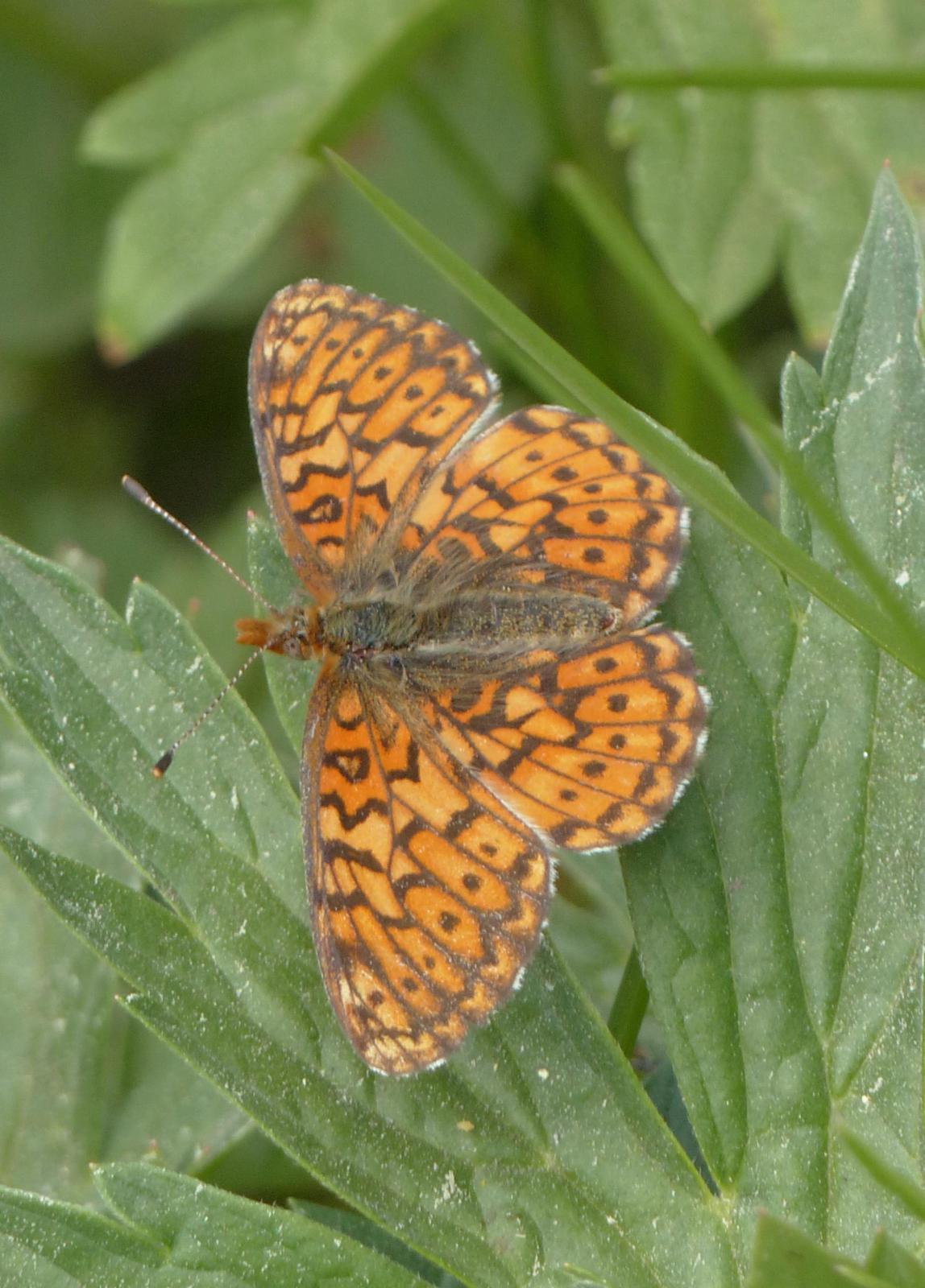 Relict Fritillary Photo by David Bell