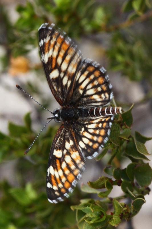 Fulvia Checkerspot Photo by Terry Hibbitts