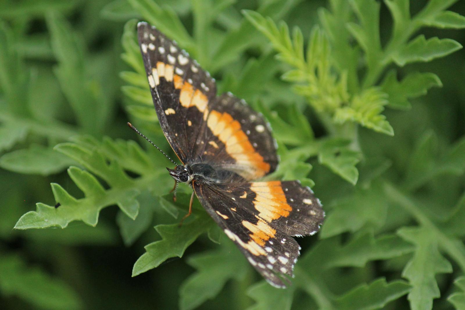 Bordered Patch Photo by Kristy Baker