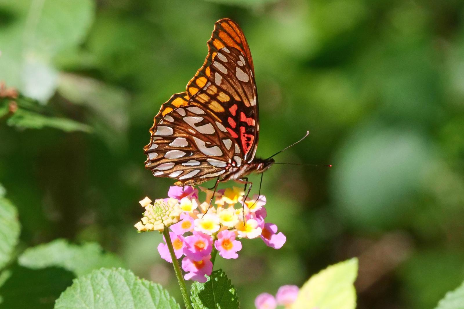 Mexican Silverspot Photo by Kristy Baker