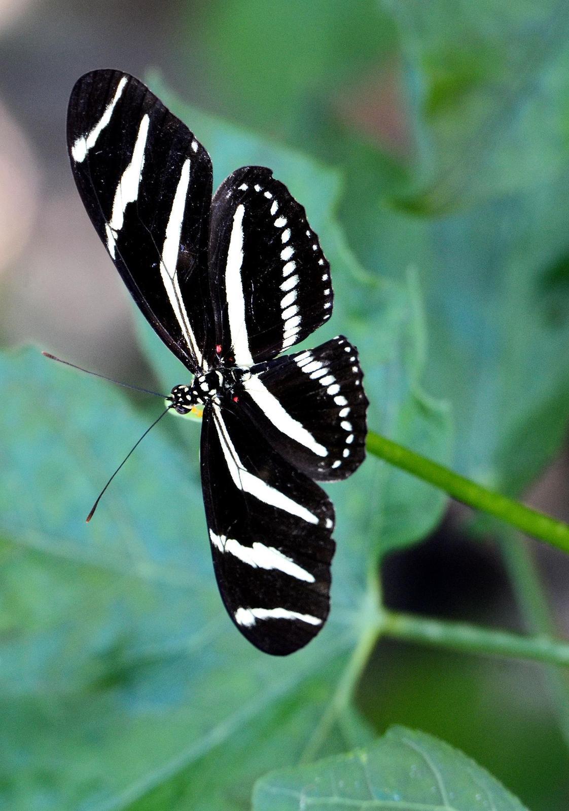 Zebra Longwing Photo by Steven Mlodinow