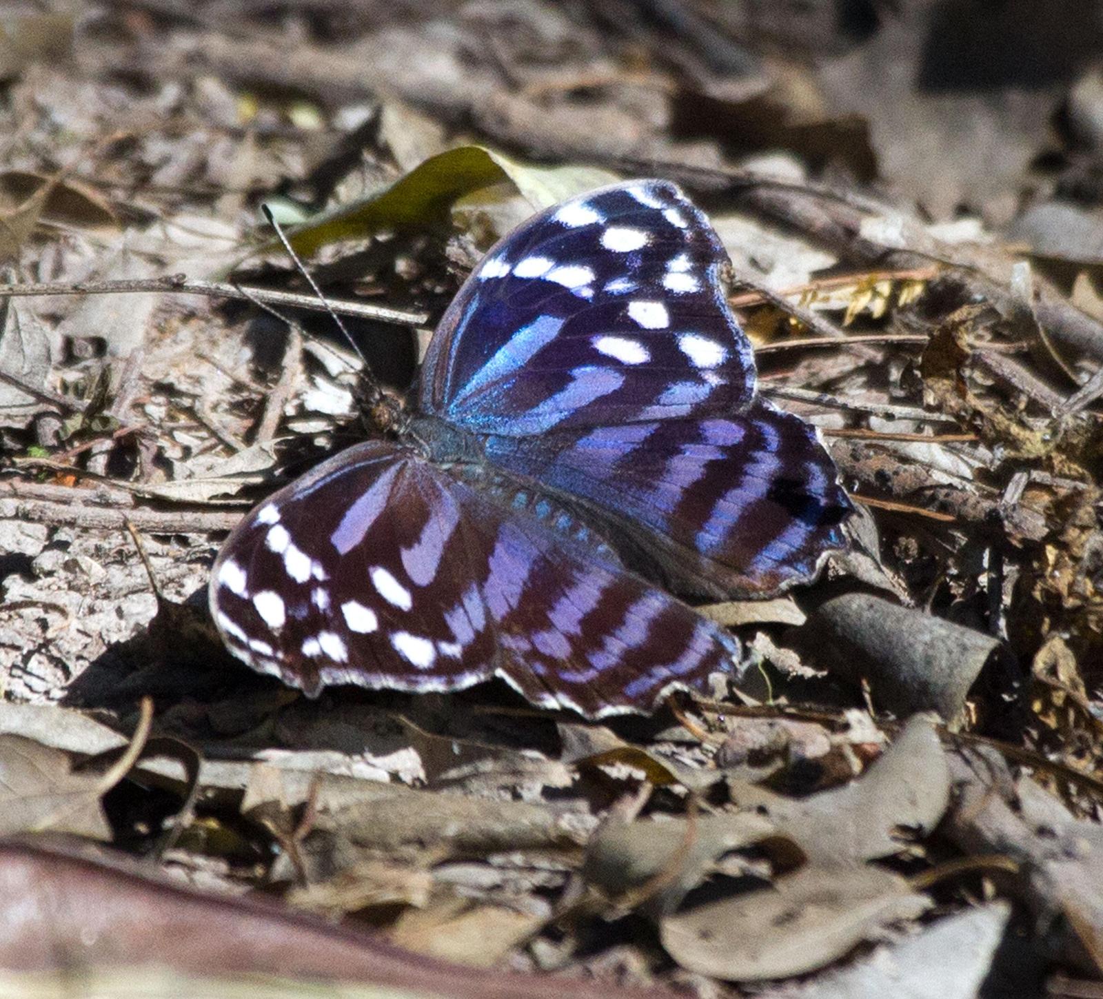 Mexican Bluewing Photo by Scott Berglund